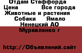 Отдам Стаффорда › Цена ­ 2 000 - Все города Животные и растения » Собаки   . Ямало-Ненецкий АО,Муравленко г.